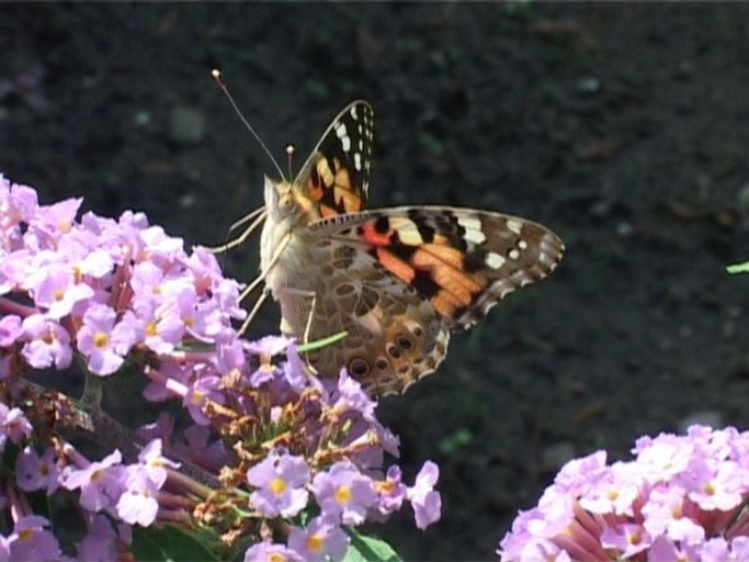 Distelfalter ( Vanessa cardui ), auf Sommerflieder : Moers, in unserem Garten, 24.07.2009